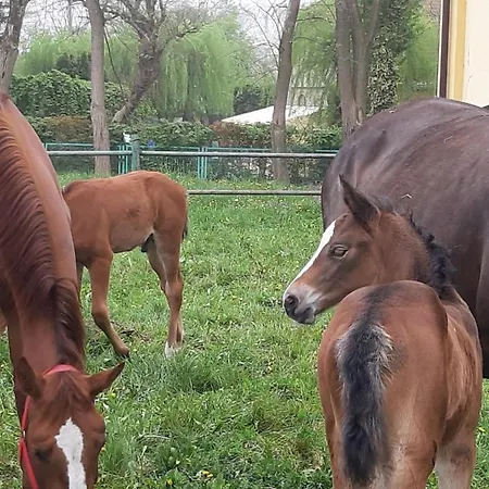 شقة Apartamenty Nowielice *