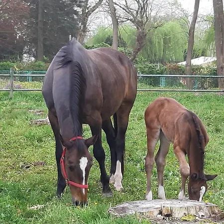 Apartamenty Nowielice * Nowielice