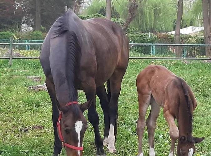 Apartamenty Nowielice * Nowielice